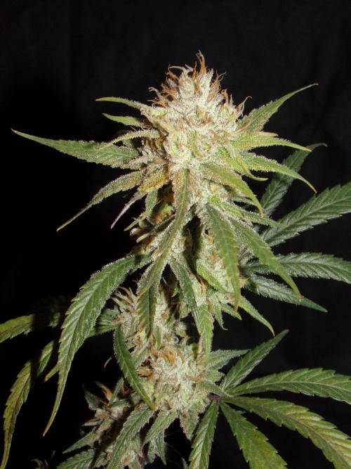 Truffle Cake / In-house Genetics. Week 12