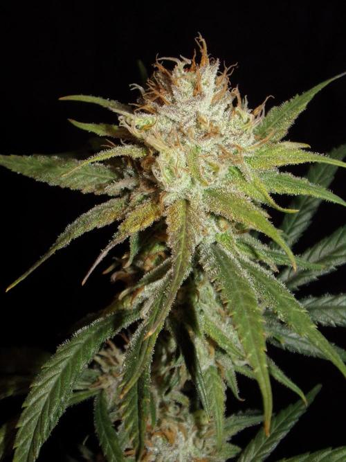 Truffle Cake / In-house Genetics. Week 12