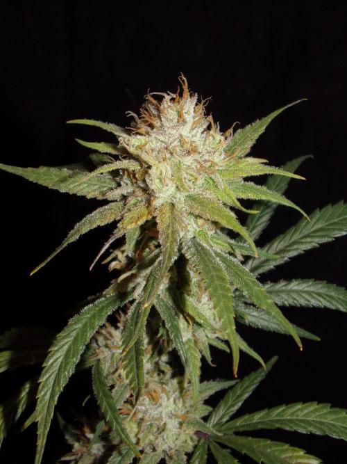 Truffle Cake / In-house Genetics. Week 12