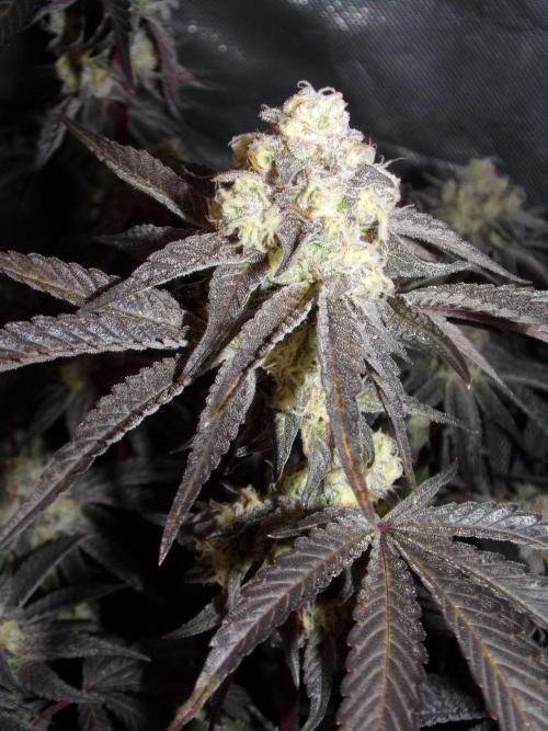 Marshmallow OG - Compound Genetics. Week 11