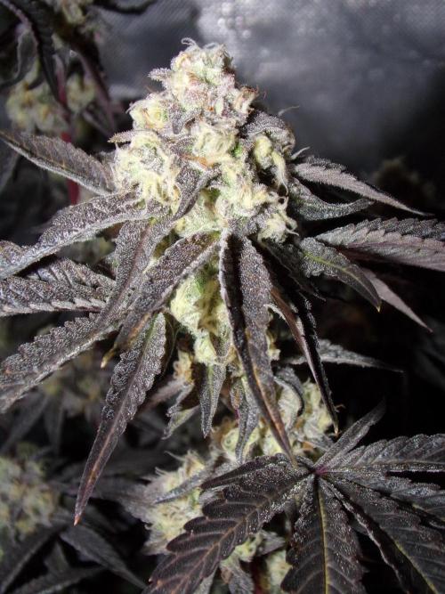 Marshmallow OG - Compound Genetics. Week 11