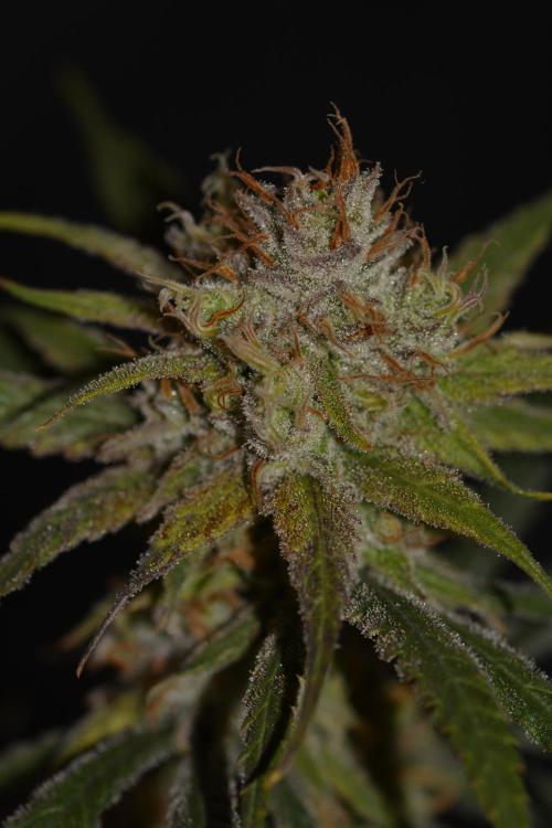 Truffle Cake / In-house Genetics. Week 12