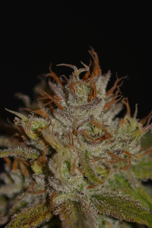 Truffle Cake / In-house Genetics. Week 12