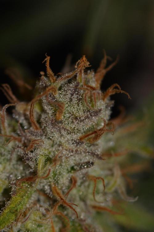 Truffle Cake / In-house Genetics. Week 12