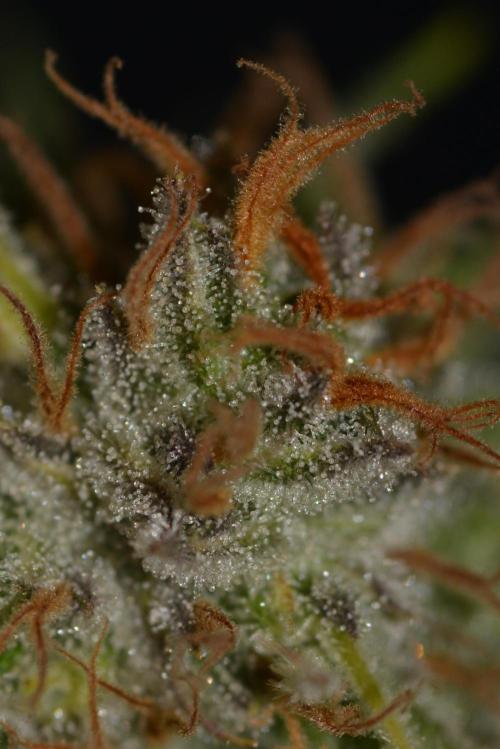 Truffle Cake / In-house Genetics. Week 12