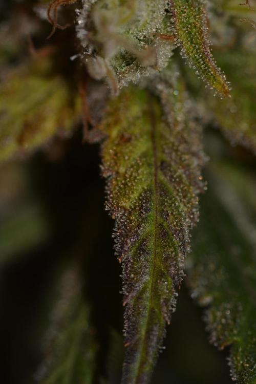 Truffle Cake / In-house Genetics. Week 12