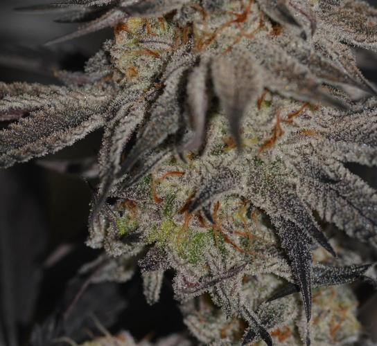 Dante's Inferno #8 Mile High Dave's Cut. Week 11