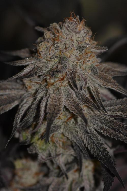 Dante's Inferno #8 Mile High Dave's Cut. Week 11