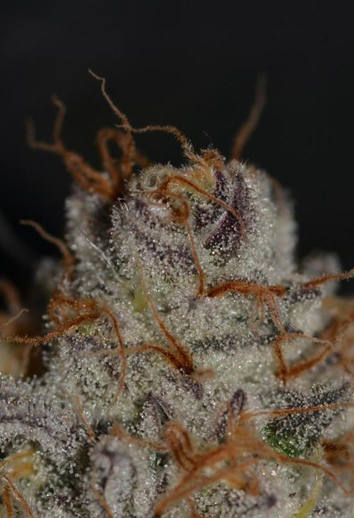 Dante's Inferno #8 Mile High Dave's Cut. Week 11