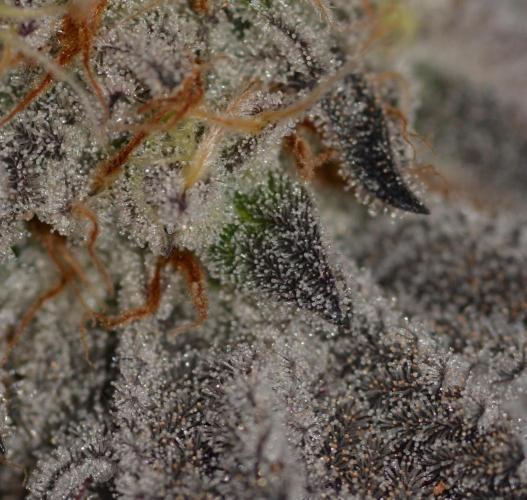 Dante's Inferno #8 Mile High Dave's Cut. Week 11