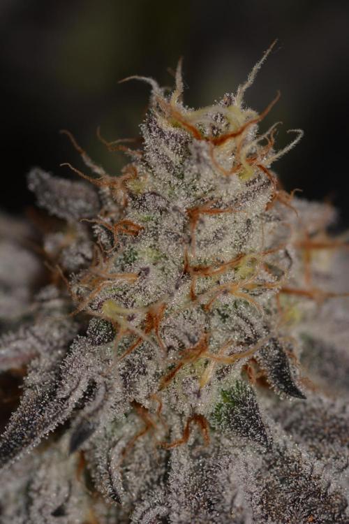 Dante's Inferno #8 Mile High Dave's Cut. Week 11