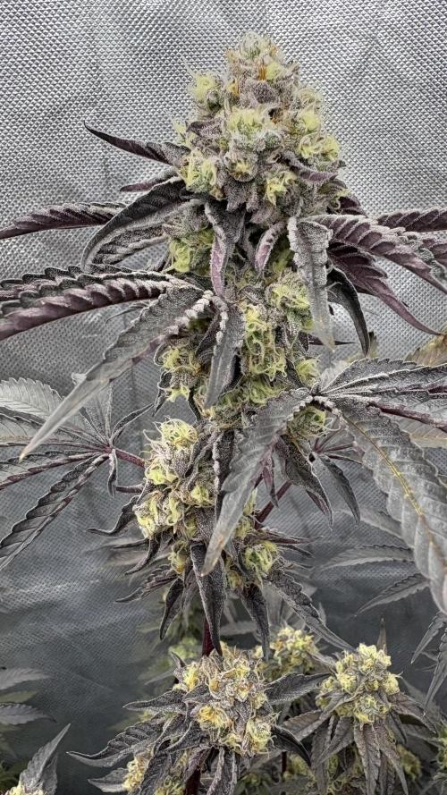 Marshmallow OG - Compound Genetics. Week 11