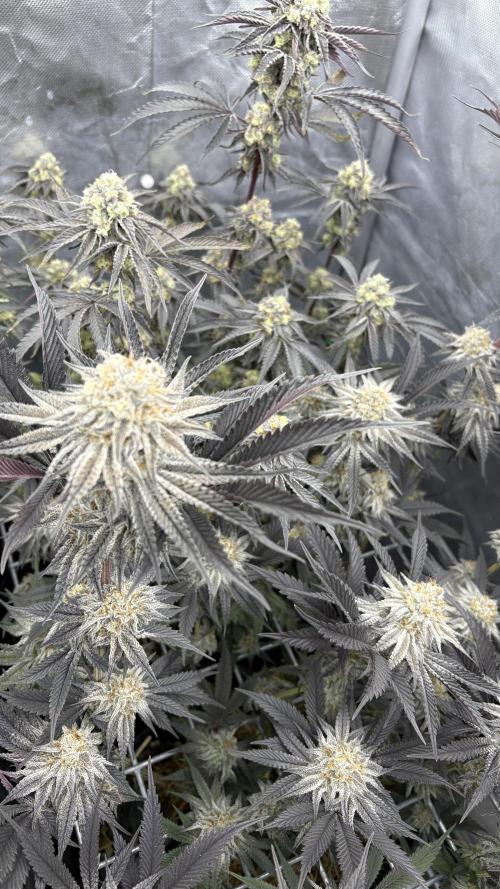 Dante's Inferno #8 Mile High Dave's Cut. Week 11