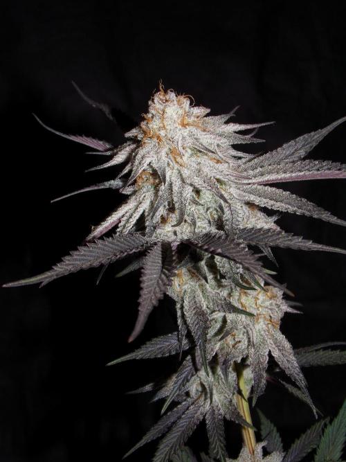 Dante's Inferno #8 Mile High Dave's Cut. Week 12