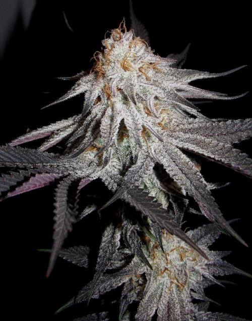 Dante's Inferno #8 Mile High Dave's Cut. Week 12