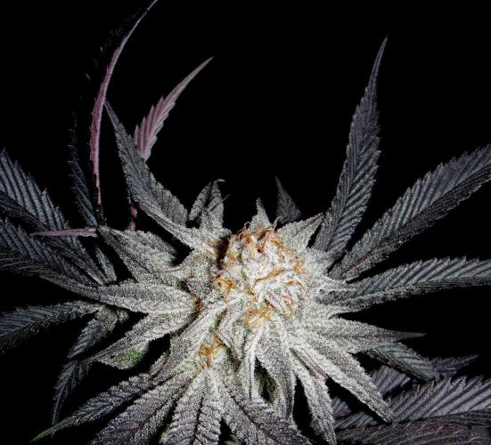 Dante's Inferno #8 Mile High Dave's Cut. Week 12