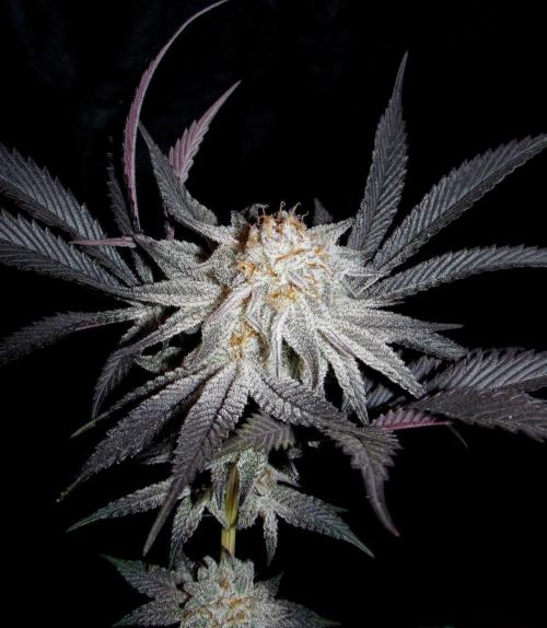 Dante's Inferno #8 Mile High Dave's Cut. Week 12