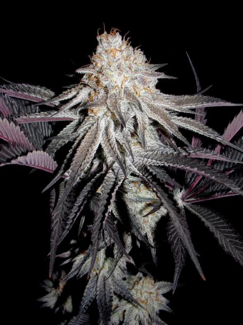 Dante's Inferno #8 Mile High Dave's Cut. Week 12