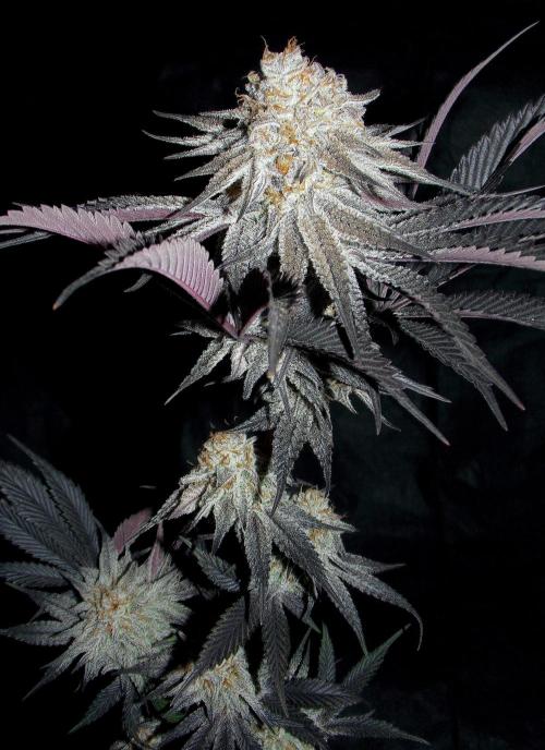 Dante's Inferno #8 Mile High Dave's Cut. Week 12