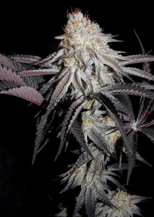 Dante's Inferno #8 Mile High Dave's Cut. Week 12