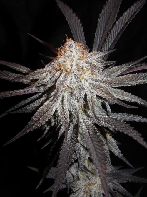 Dante's Inferno #8 Mile High Dave's Cut. Week 12