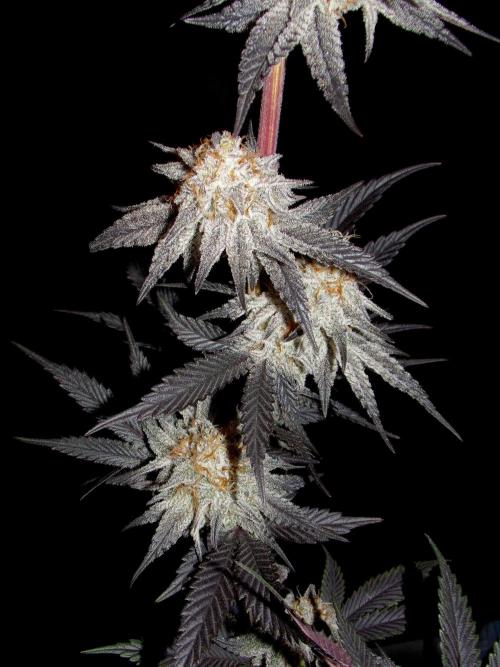 Dante's Inferno #8 Mile High Dave's Cut. Week 12