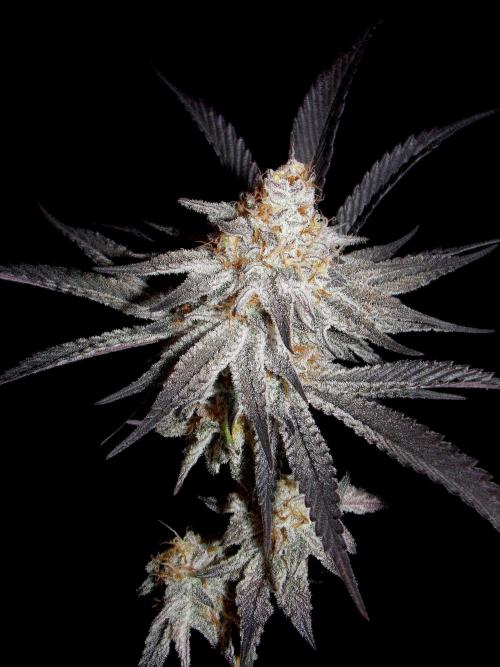 Dante's Inferno #8 Mile High Dave's Cut. Week 12