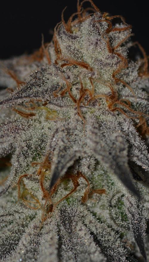 Dante's Inferno #8 Mile High Dave's Cut. Week 12