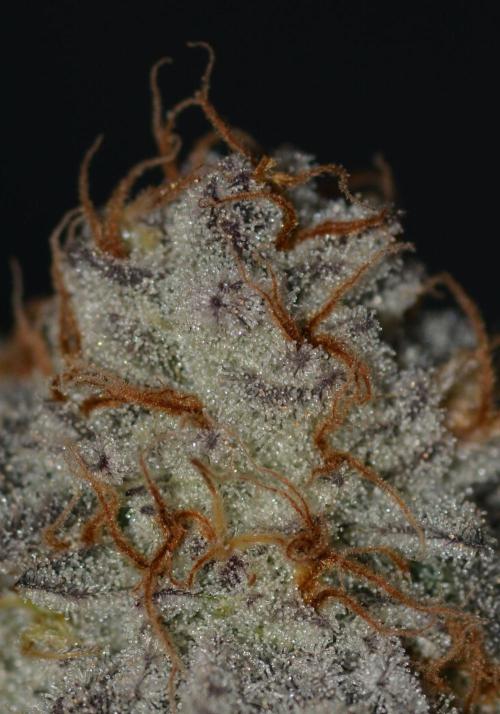 Dante's Inferno #8 Mile High Dave's Cut. Week 12