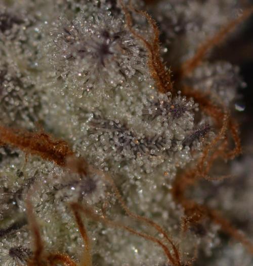 Dante's Inferno #8 Mile High Dave's Cut. Week 12