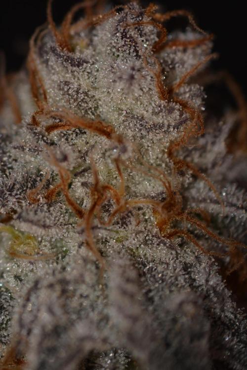 Dante's Inferno #8 Mile High Dave's Cut. Week 12