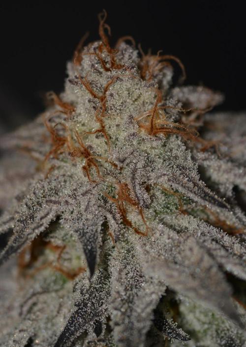 Dante's Inferno #8 Mile High Dave's Cut. Week 12