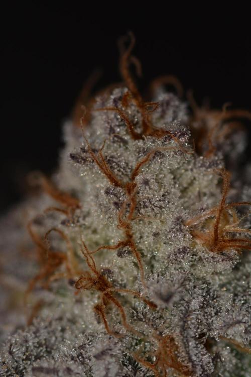 Dante's Inferno #8 Mile High Dave's Cut. Week 12