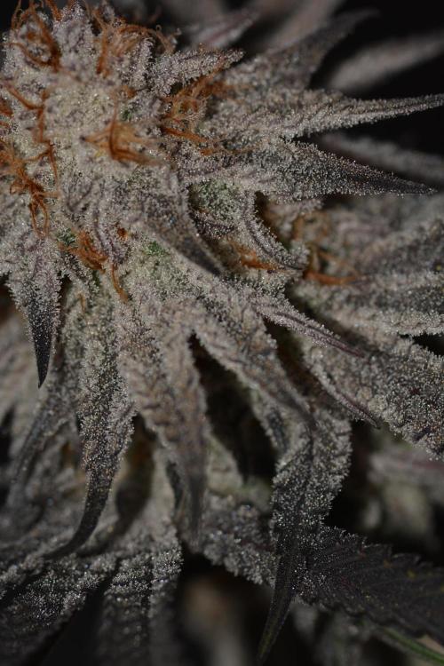 Dante's Inferno #8 Mile High Dave's Cut. Week 12