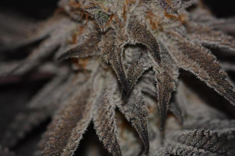 Dante's Inferno #8 Mile High Dave's Cut. Week 12