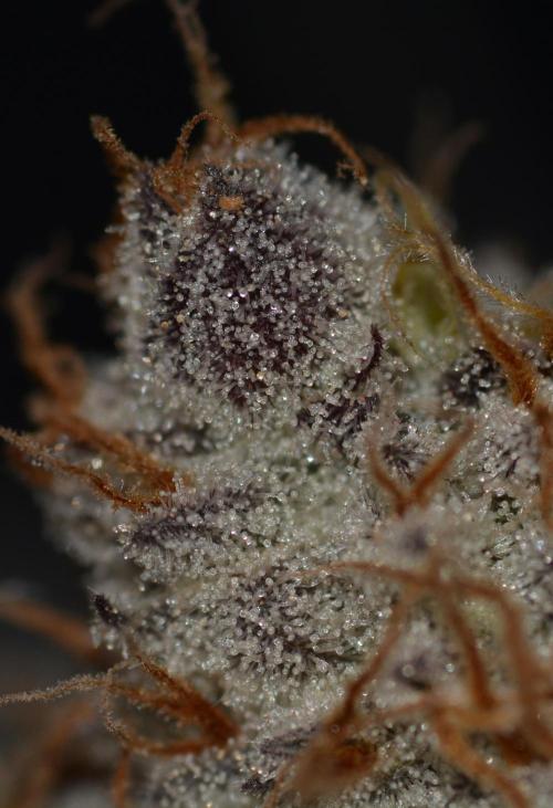 Dante's Inferno #8 Mile High Dave's Cut. Week 12