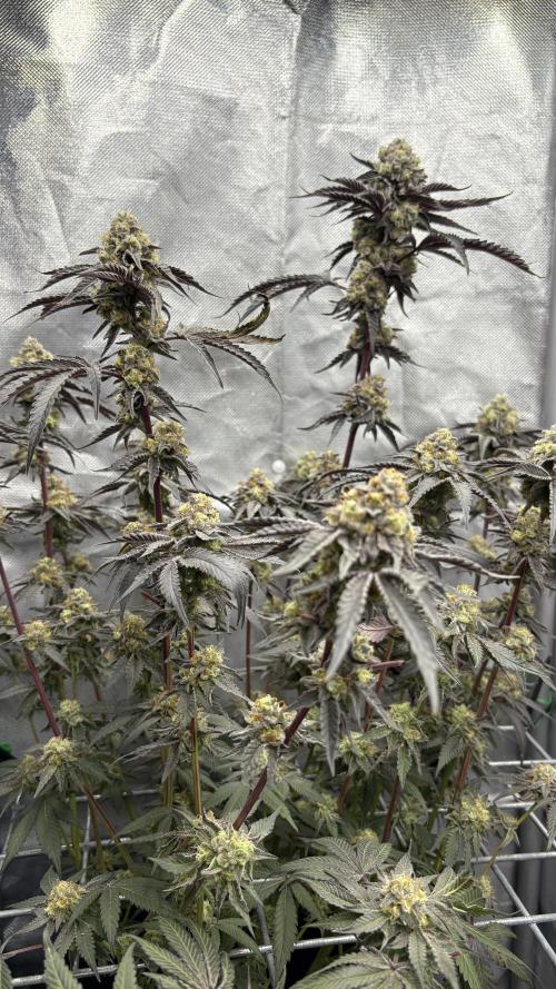 Marshmallow OG - Compound Genetics. Week 12