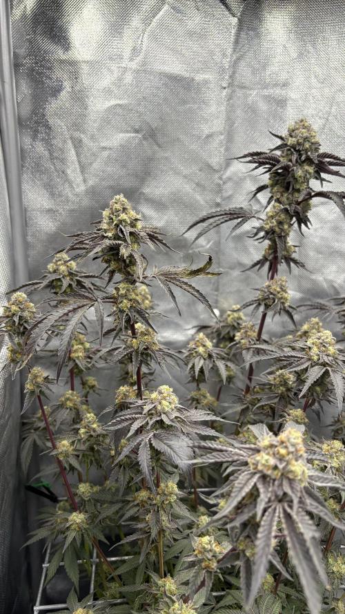 Marshmallow OG - Compound Genetics. Week 12