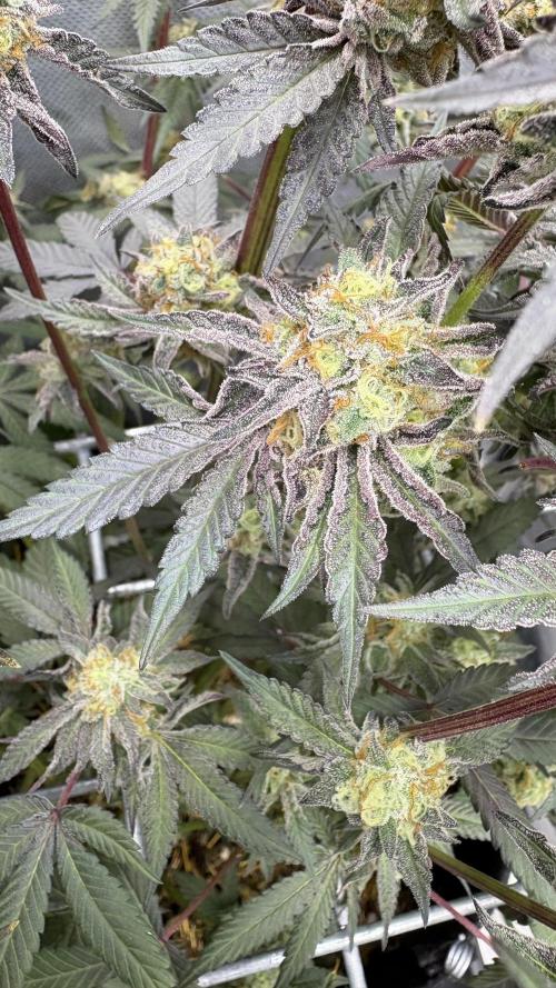 Marshmallow OG - Compound Genetics. Week 12