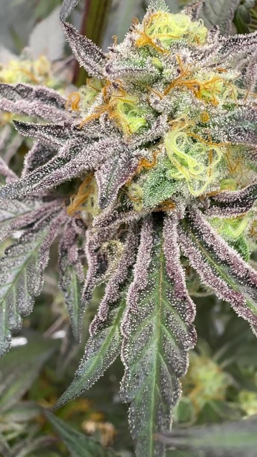 Marshmallow OG - Compound Genetics