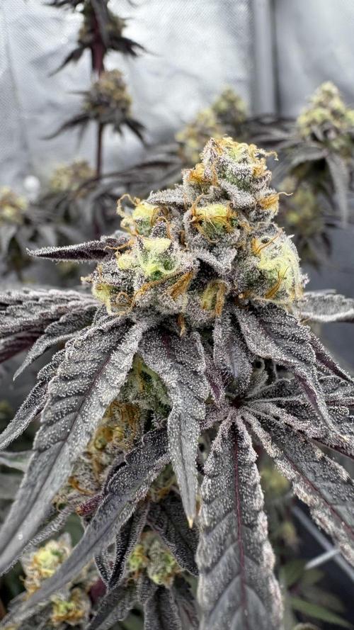 Marshmallow OG - Compound Genetics. Week 12