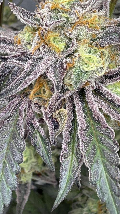 Marshmallow OG - Compound Genetics. Week 12