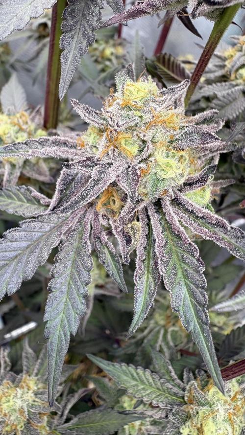 Marshmallow OG - Compound Genetics. Week 12