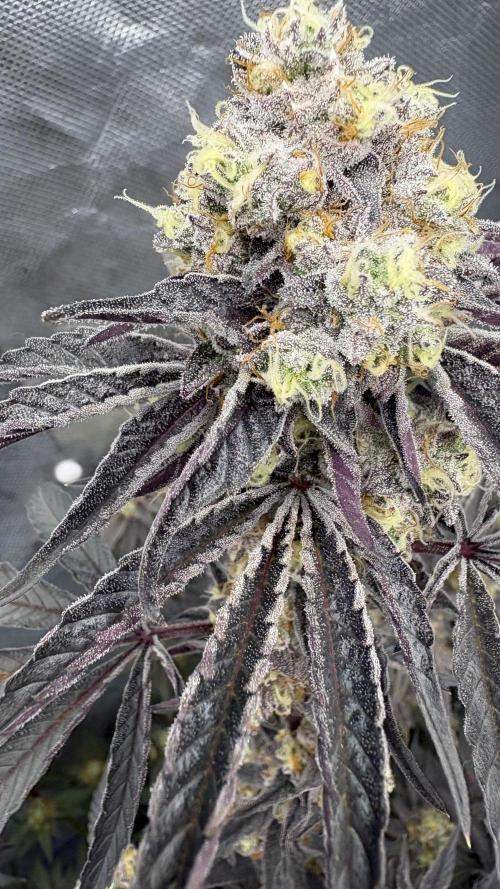 Marshmallow OG - Compound Genetics. Week 12