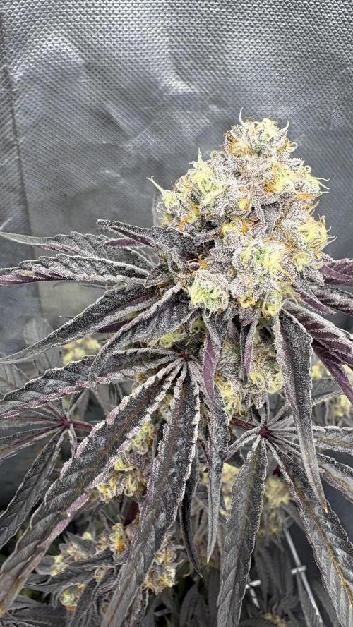 Marshmallow OG - Compound Genetics. Week 12