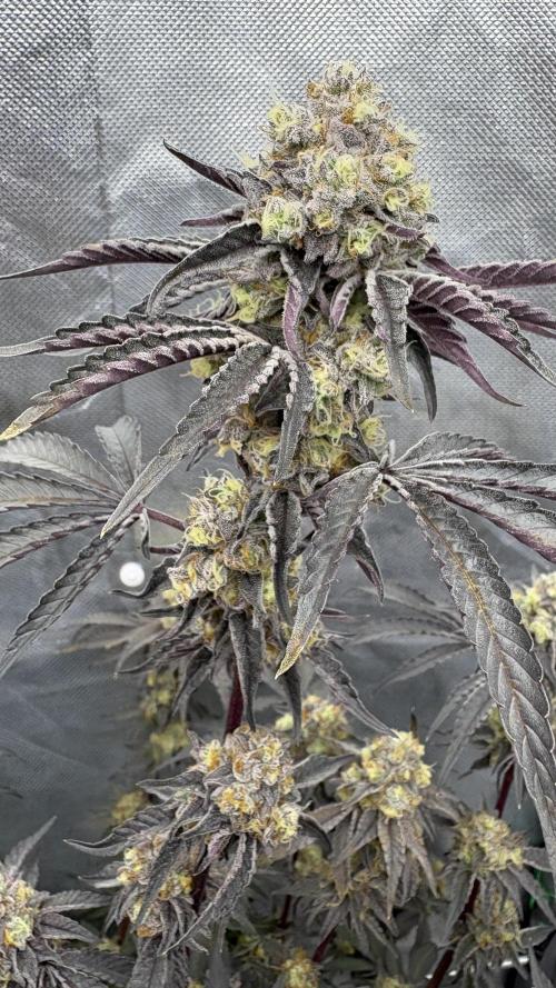 Marshmallow OG - Compound Genetics. Week 12