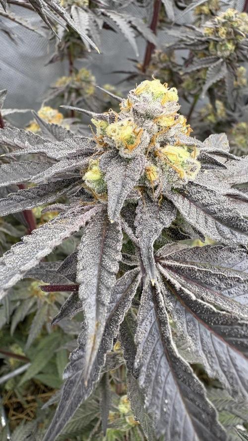 Marshmallow OG - Compound Genetics. Week 12