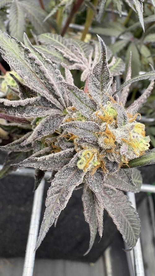 Marshmallow OG - Compound Genetics. Week 12