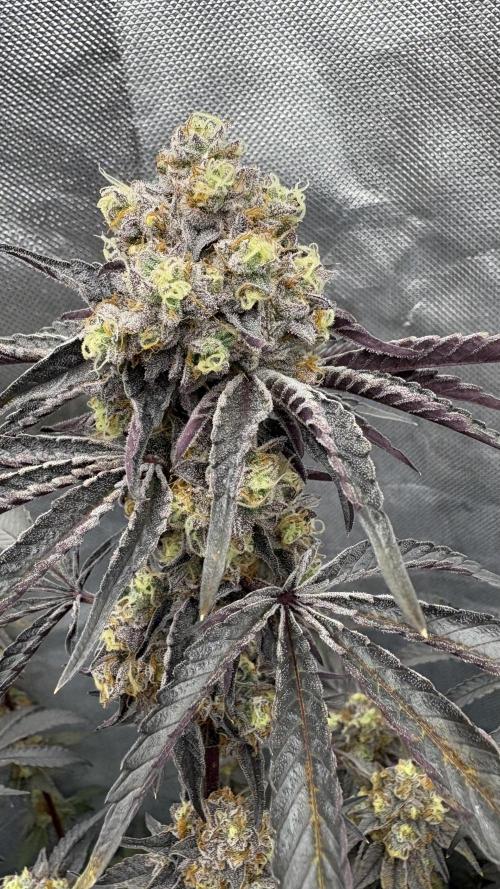 Marshmallow OG - Compound Genetics. Week 12