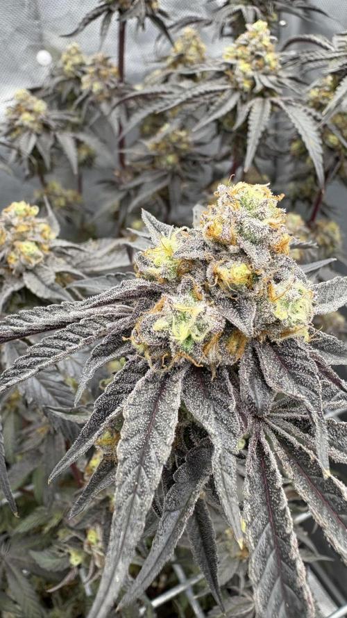 Marshmallow OG - Compound Genetics. Week 12